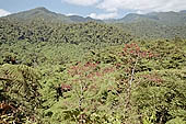 The cloud forest near the Cock of the Rock leks in the Manu reserve 